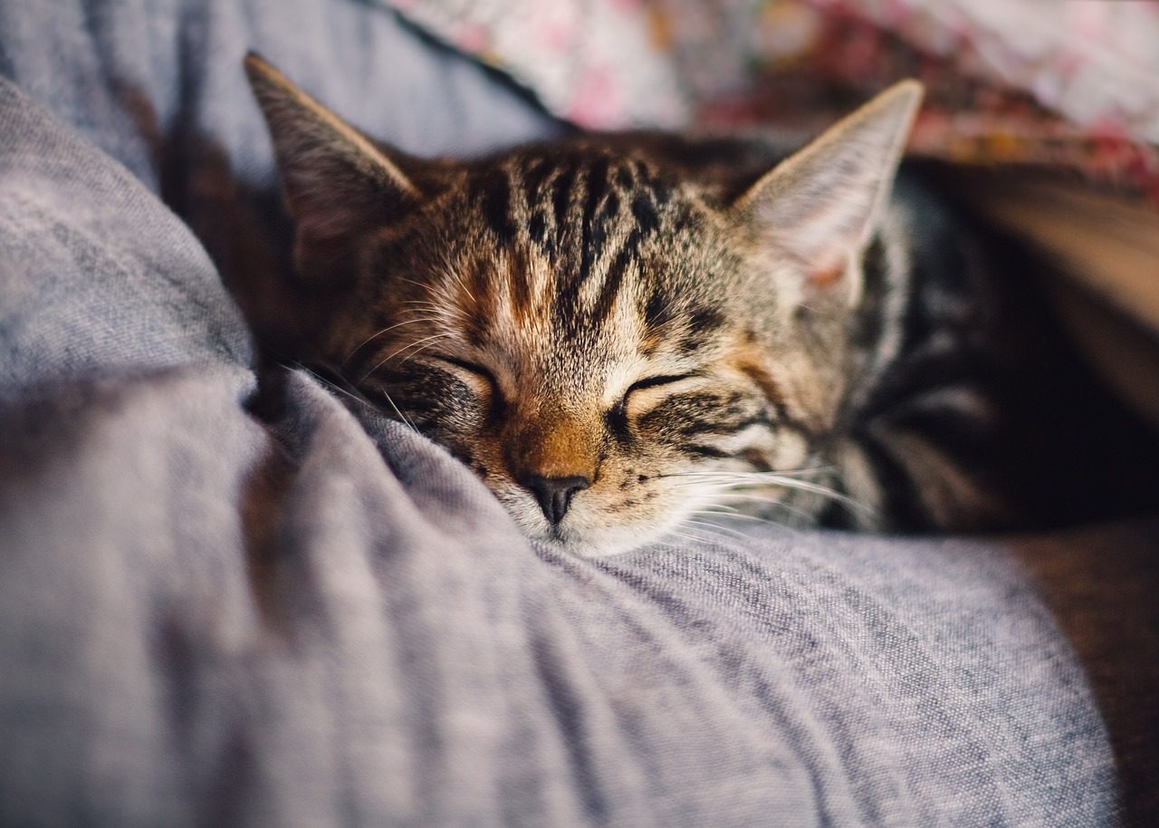 緑の中でくつろぐ猫
