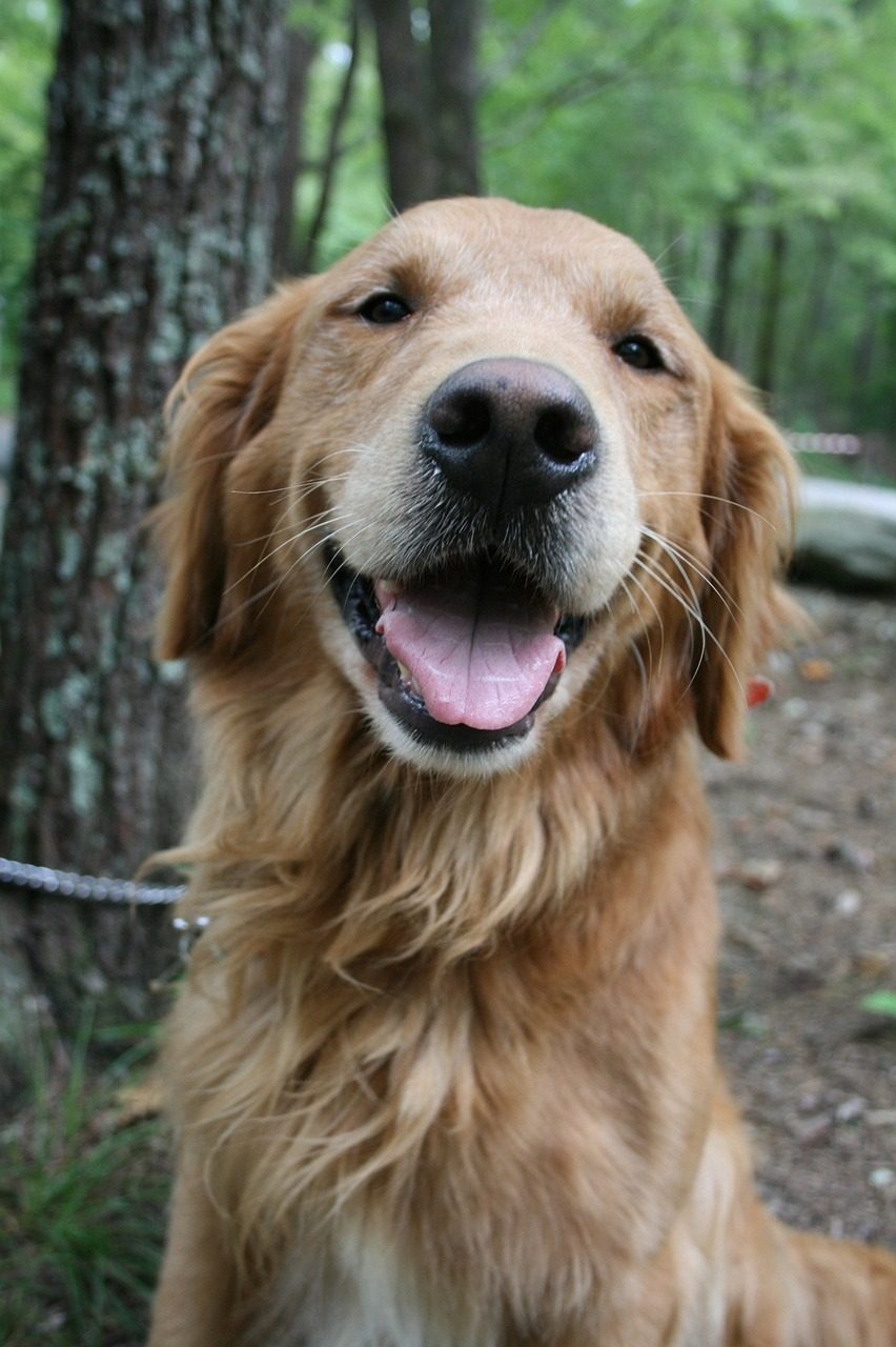 散歩中の犬
